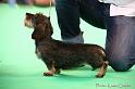 Crufts2011_2 1260